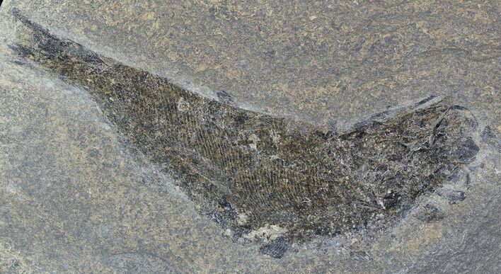 Permian Fossil Fish (Palaeoniscus) - England #49917